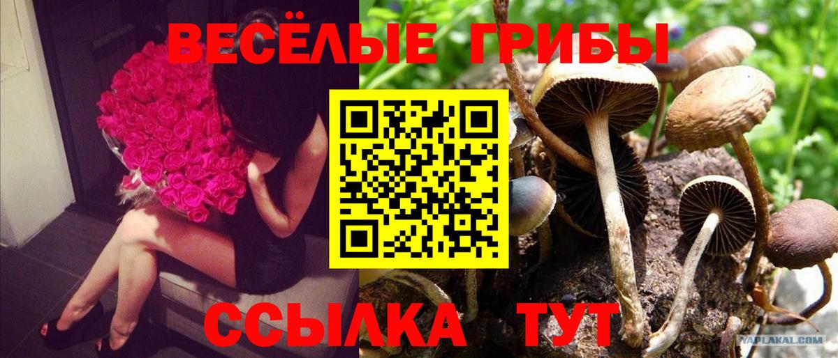 Псилоцибиновые грибы мицелий Обь
